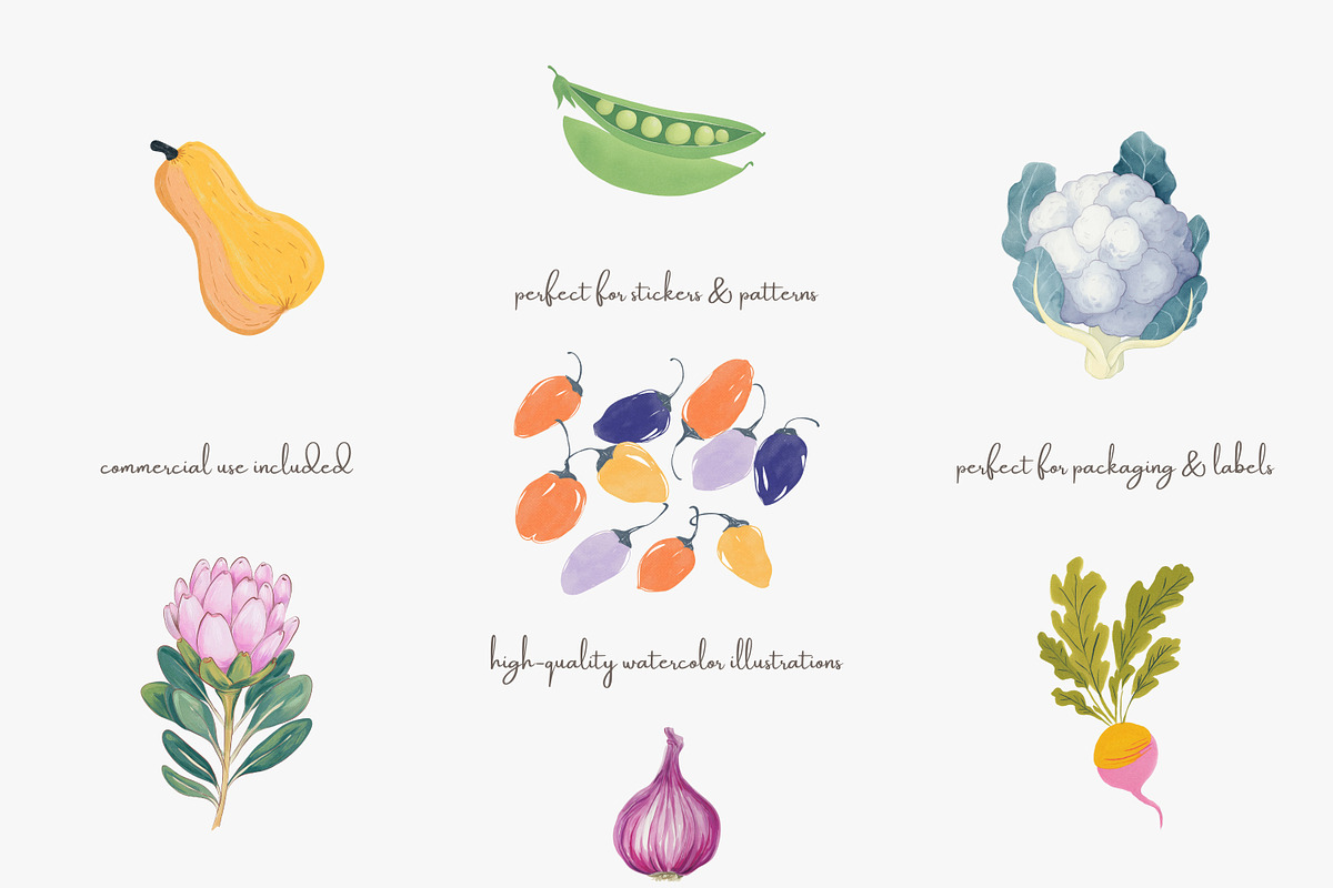 Watercolor vegetable clipart set, a Decorative Illustration by Patishop Art (Photo 2 of 8)