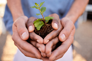 Plants, hands and people in teamwork, community and earth day for support, sustainability and climate change. Closeup, growth and holding soil, sand and spring leaf in nature, environment ngo or hope, a Photo by Peopleimages.com