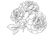 Bunch of Roses, an Object Graphic by VictoriaKStudio (Thumbnail 6 of 8)