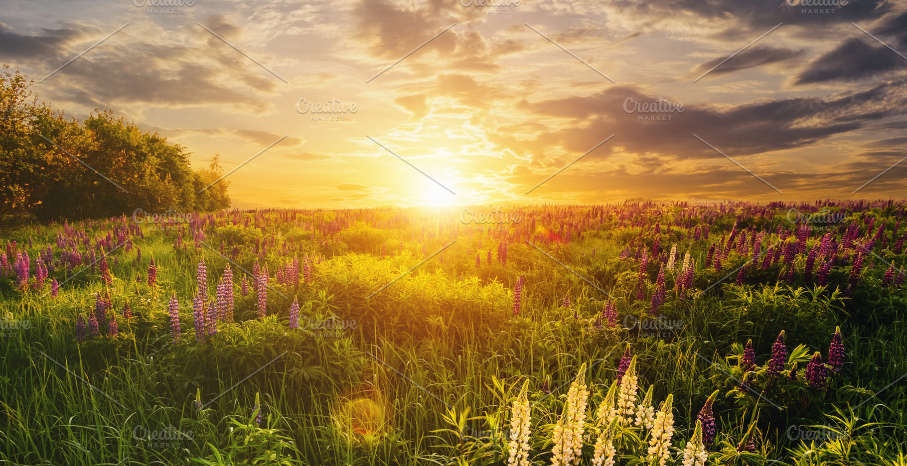 Lupines field bathed in vibrant sunrise glow. Tranquil countrysi, a Nature Photo by Eugene_Photo