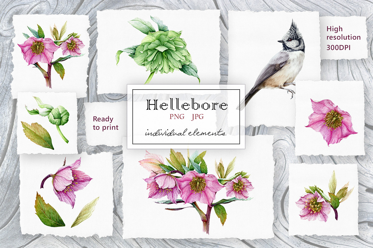 Hellebore Floral Seamless Pattern, a Decorative Illustration by AnitaPol (Photo 10 of 12)