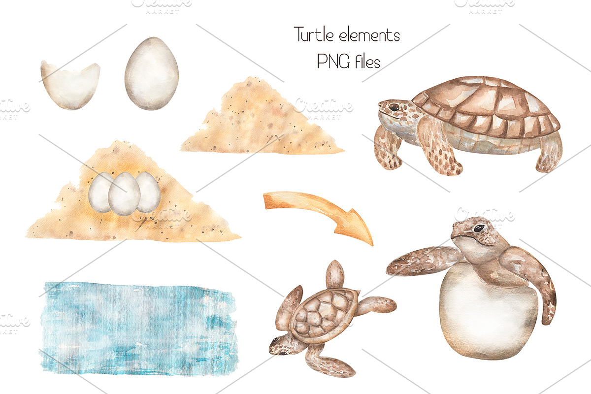 Watercolor Life Cycle Set, an Education Illustration by MayaNavits (Photo 3 of 11)