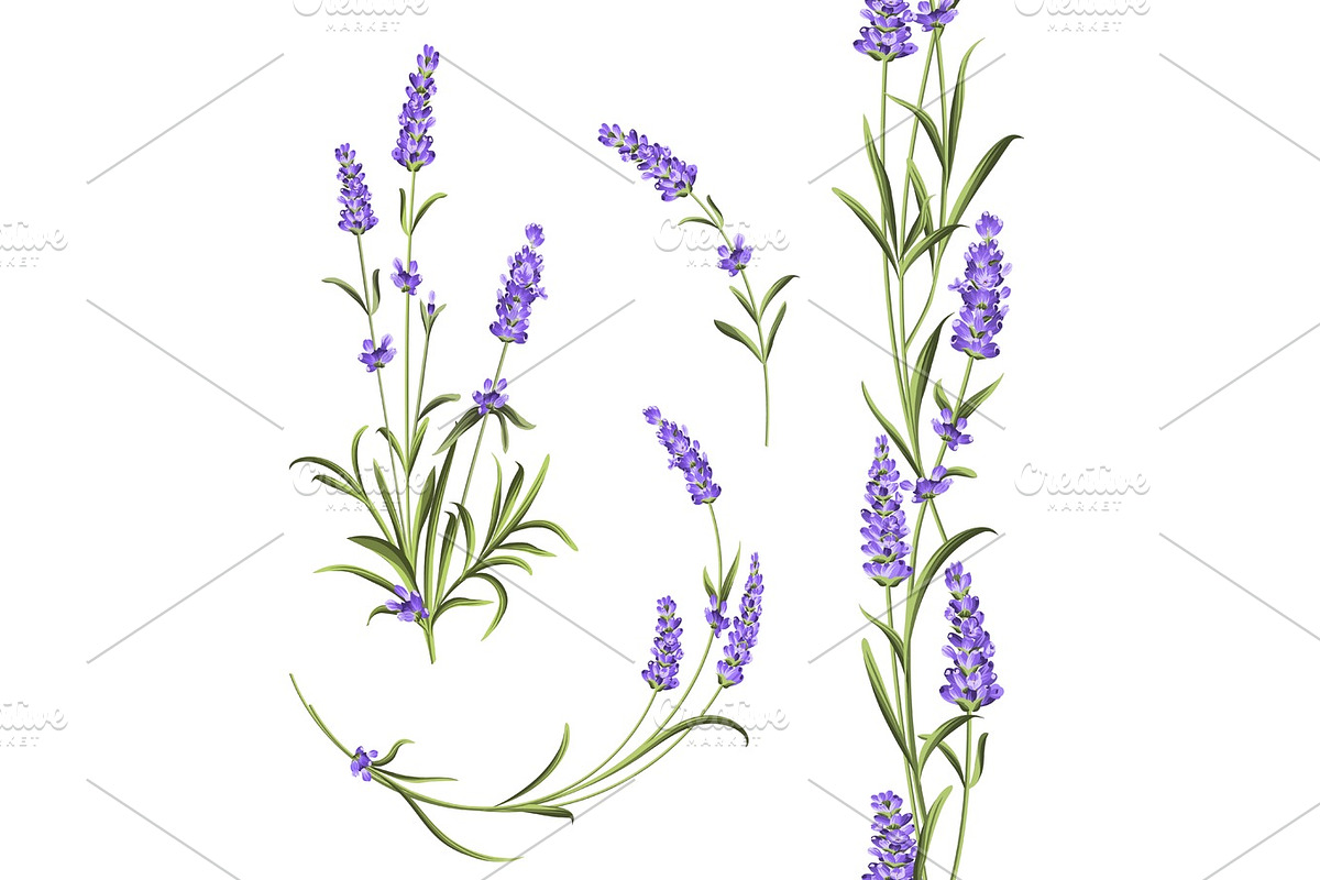 Set of lavender., a Decorative Illustration by Kotkoa