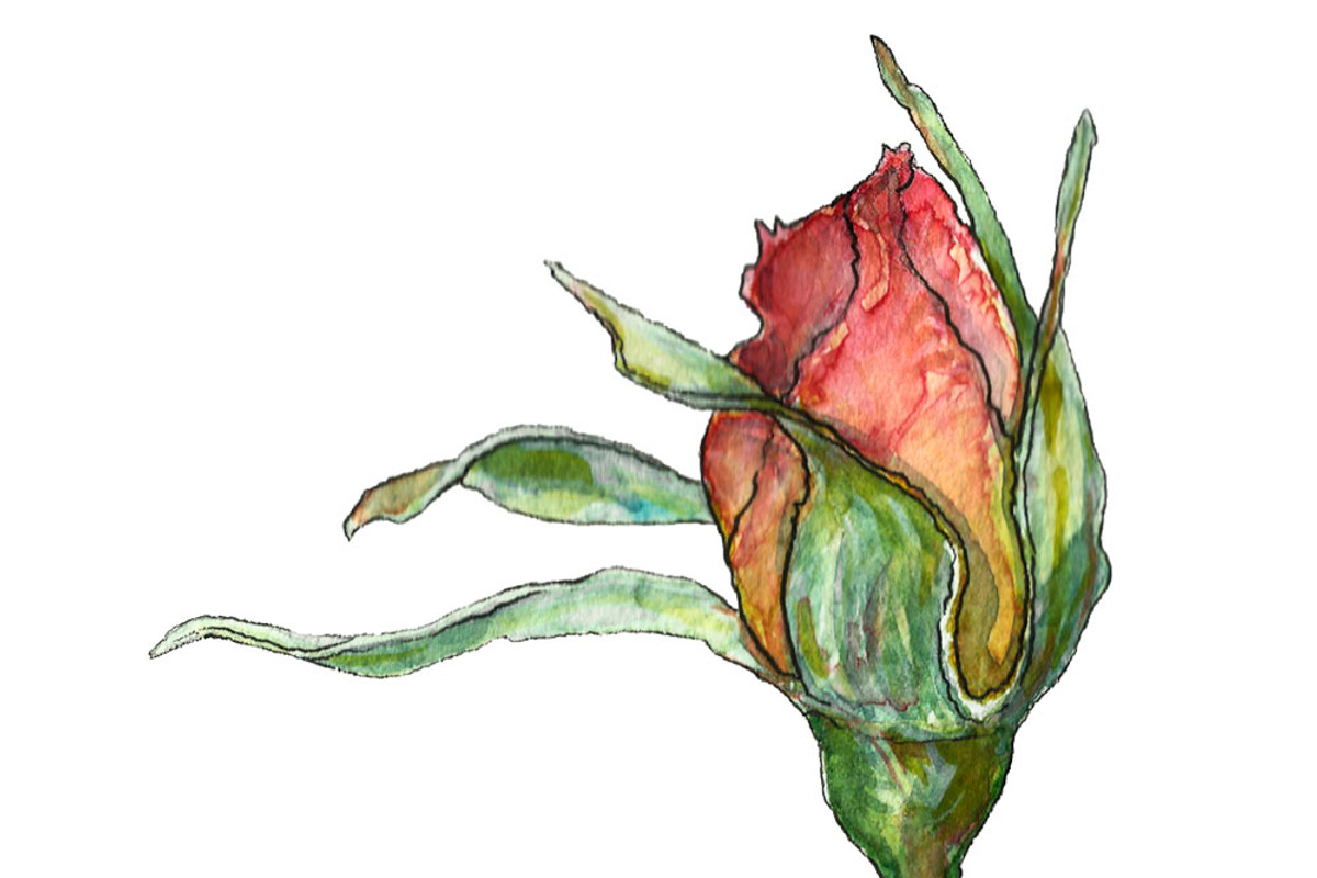 Bundle offer of watercolors, an Animal Illustration by Watercolor_Vector Graphic (Photo 17 of 27)