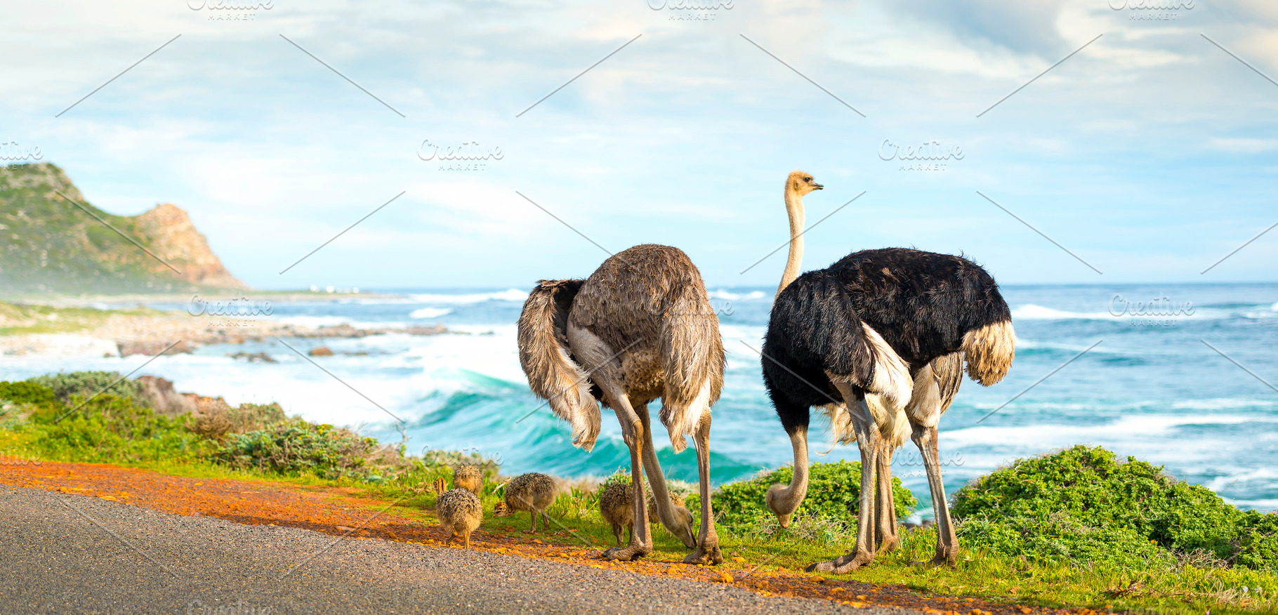 Ostrich Family Panorama, an Animal Photo by THP Creative