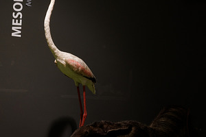 Stuffed greater flamingo, a Photo by Bepslabor