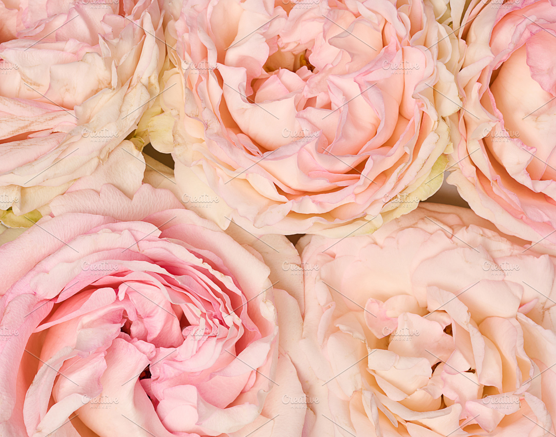 Texture of soft pink roses, full frame, a Nature Photo by ndanko