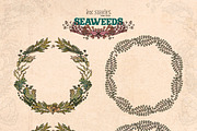 Seaweeds, an Object Illustration by Ink Stories (Thumbnail 7 of 24)