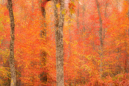 Autumn trees in orange and red