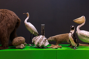 Stuffed animals Civic Museum of Natural History of Trieste, an Animal Photo by Bepslabor