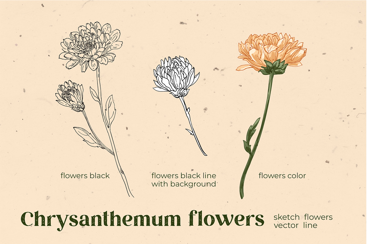 Flowers. Chrysanthemums, an Illustration by irina.vaneeva (Photo 7 of 8)