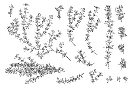 Green thyme organic cooking plant, a Food Illustration by Sabelskaya
