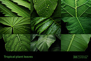 Tropical leaves. 38 images, a Decorative Illustration by Handmadefont (Thumbnail 8 of 10)