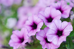  Surfinia petunia flowers