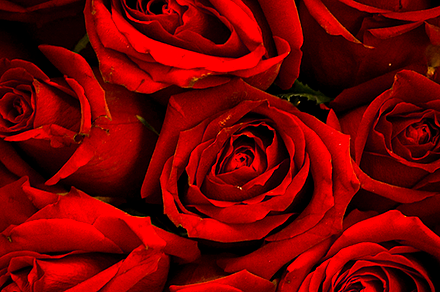 Roses Image Pack