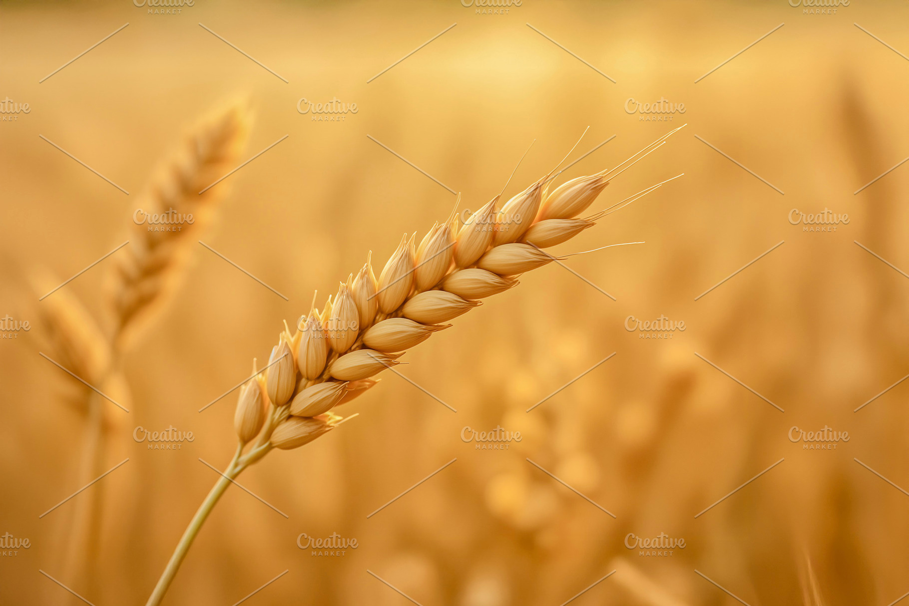 Close-up of a golden wheat ear, a Photo by rarrarorro