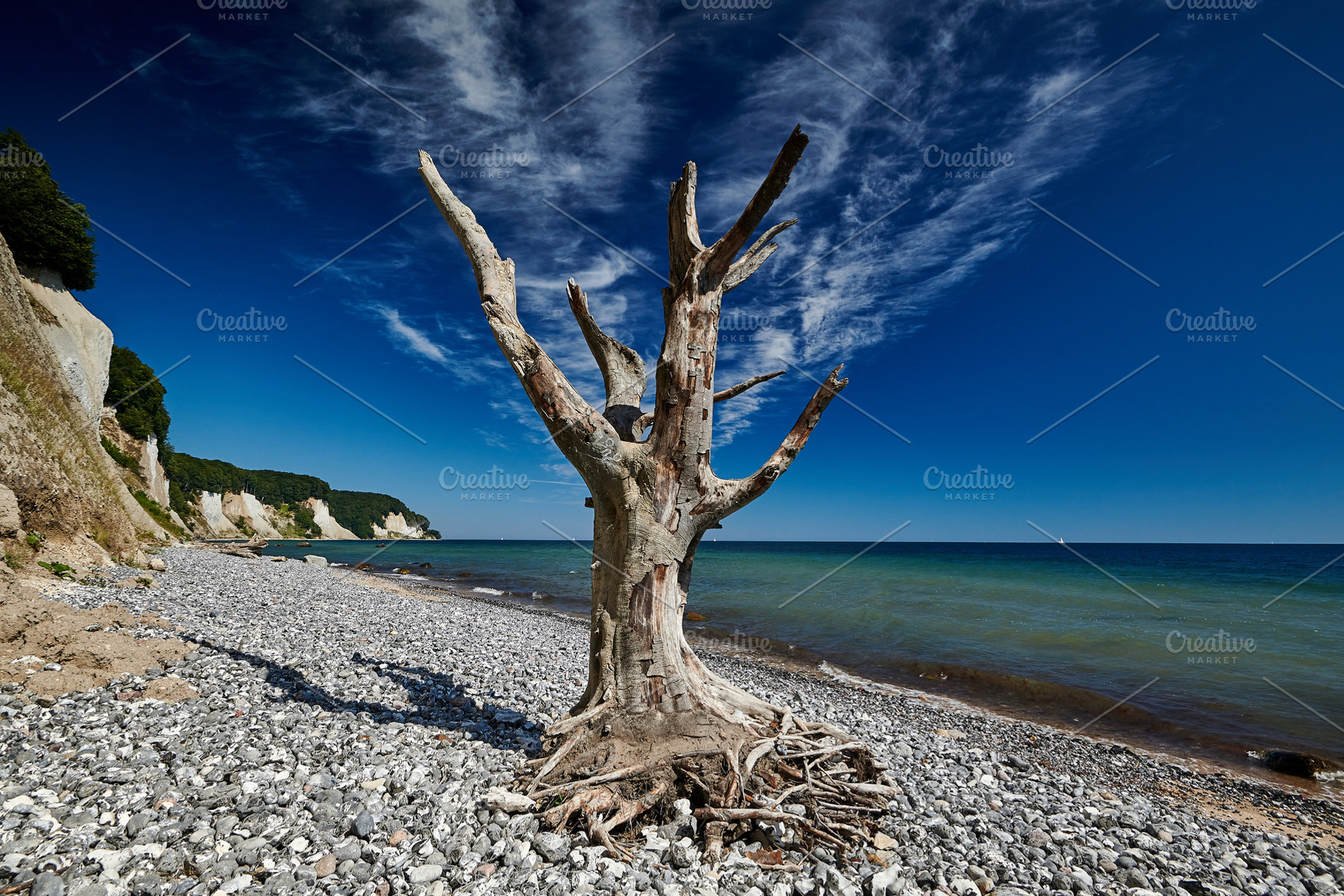 dead tree on the banks of the chalk cliffs of Rügen, a Nature Photo by Fotowunsch - photography 