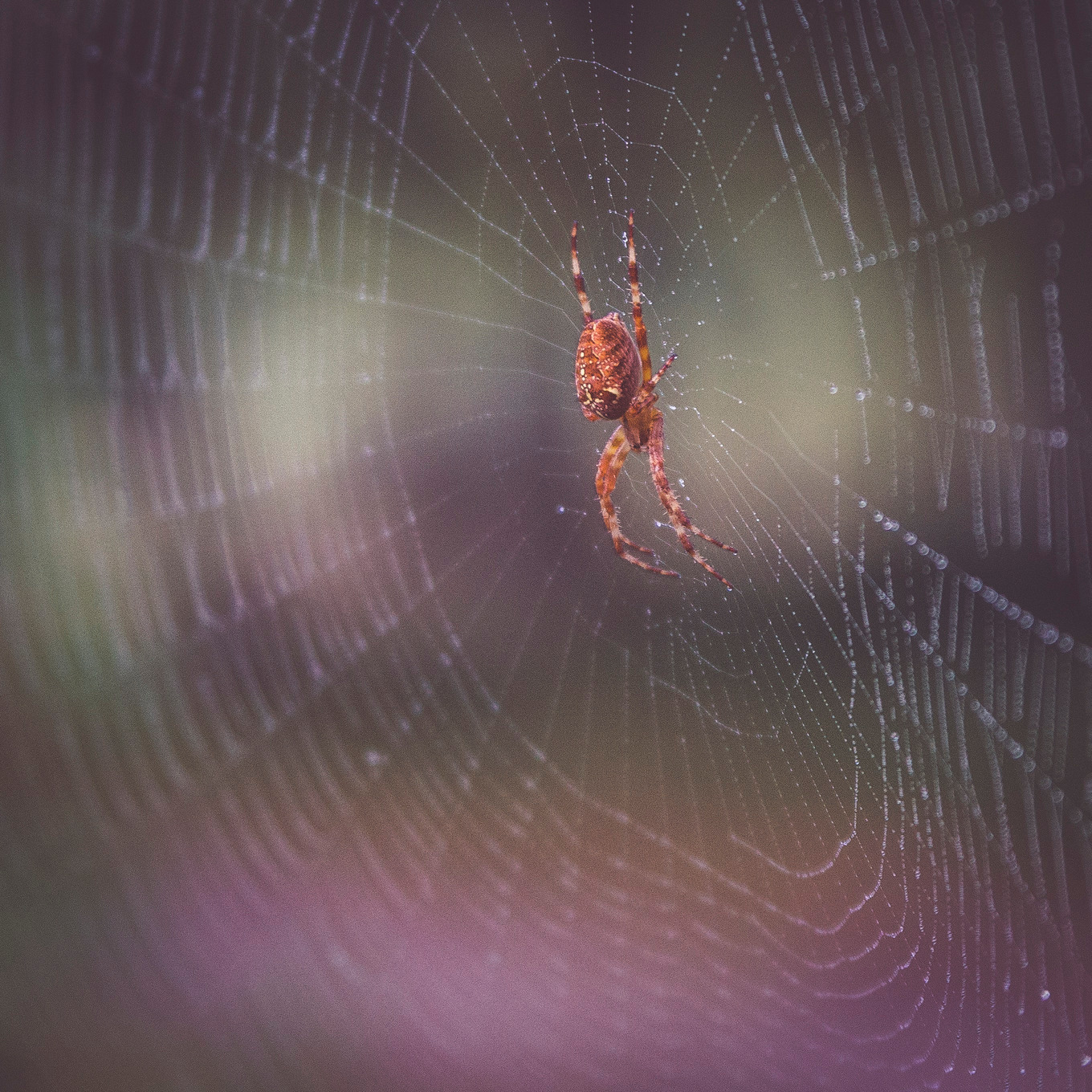 Spider in his web with dew on it | Nature Stock Photos ~ Creative Market