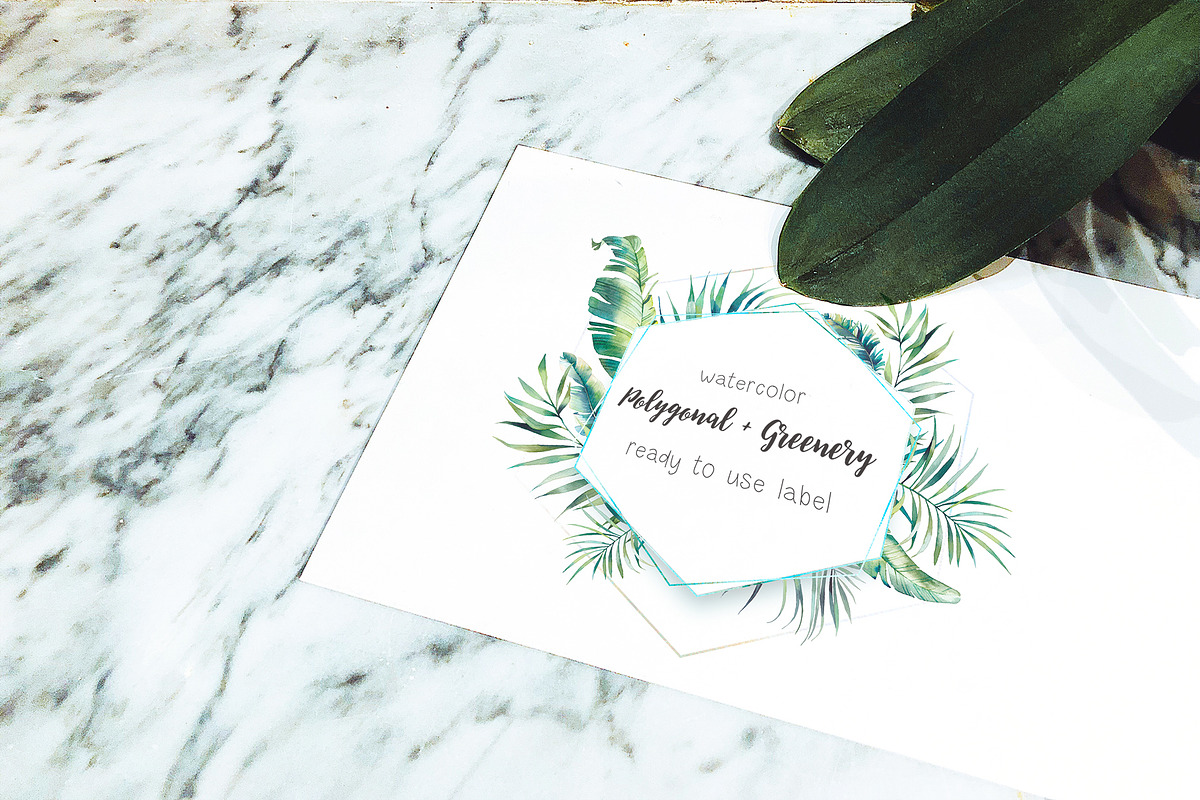 Tropical botany collection, an Object Illustration by Eisfrei (Photo 3 of 6)