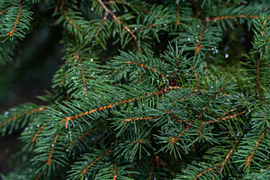 Pine tree with waret drops after the rainin the summer