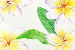 Yellow Frangipani Clip Art Watercolo