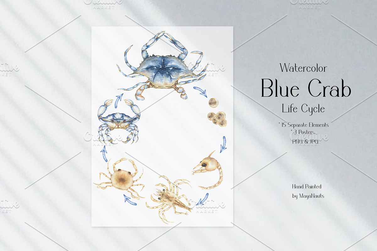Watercolor Blue Crab Life Cycle Set, an Education Illustration by MayaNavits (Photo 2 of 8)