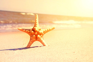Starfish on the beach containing sea, star, and marine