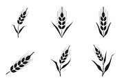 Wild Grass & Grain Vector Set, an Illustration by BIPLOB EXPERT (Thumbnail 9 of 9)