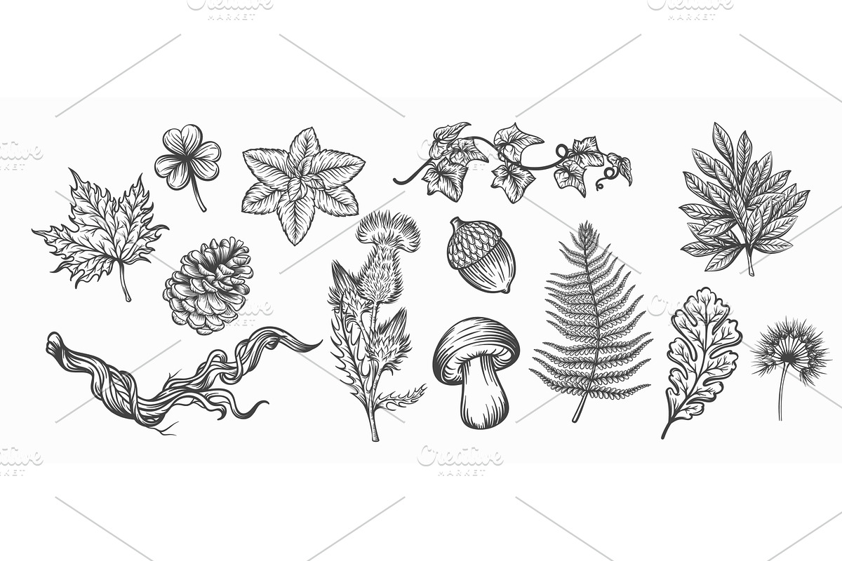 Botanical Plants Engraved Set, an Illustration by VictoriaSergeeva