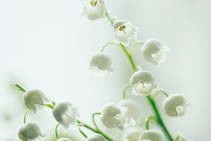 Macro shot of white lily of the valley flowers. Close-up of delicate white May, a Nature Photo by Rohan Photography