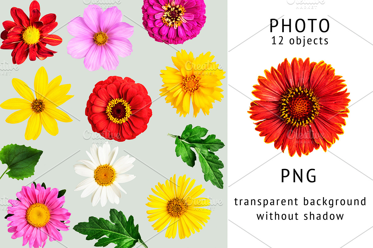Summer flower heads. Design elements, an Object Graphic by ifiStudio (Photo 3 of 3)