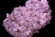 Graceful Blooms Hydrangea, a Nature Photo by M.Pellot Photography (Thumbnail 1 of 2)