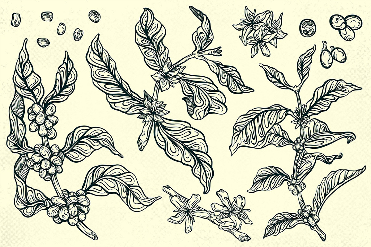 Arabica Assortment, a Food Illustration by melissadn (Photo 3 of 5)