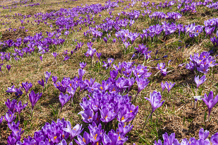 Blooming purple violet Crocus heuffelianus (Crocus vernus) alpin, a Nature Photo by YuriyB