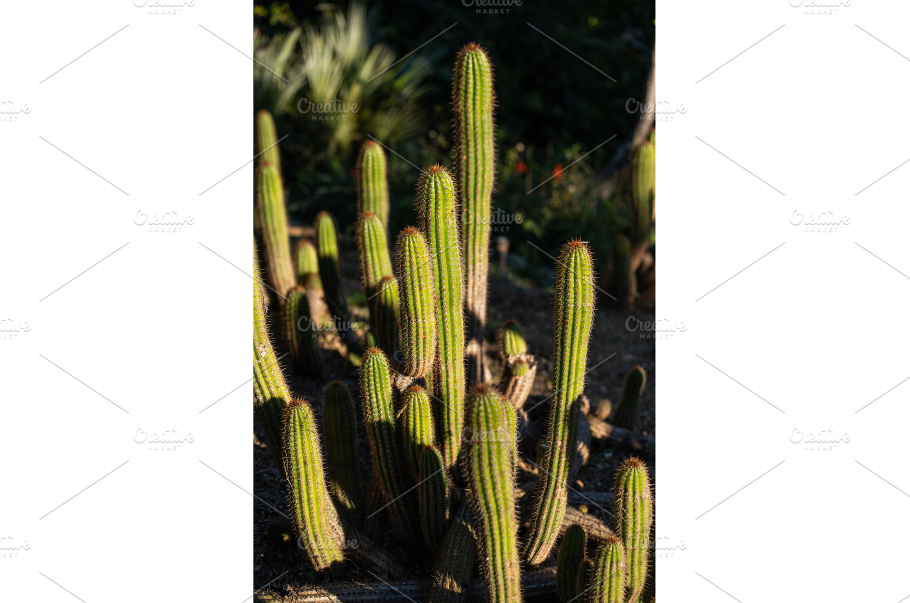 Columnar cacti growing in a sunny, a Nature Photo by volodymyrshtun13795