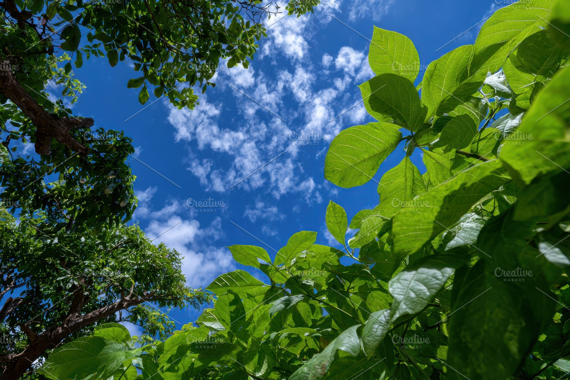 Lush green leaves against a vibrant, a Photo by Pixeness Studio