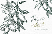 Feijoa Graphic & Watercolor clipart, a Food Illustration by Ann Astro (Thumbnail 3 of 10)