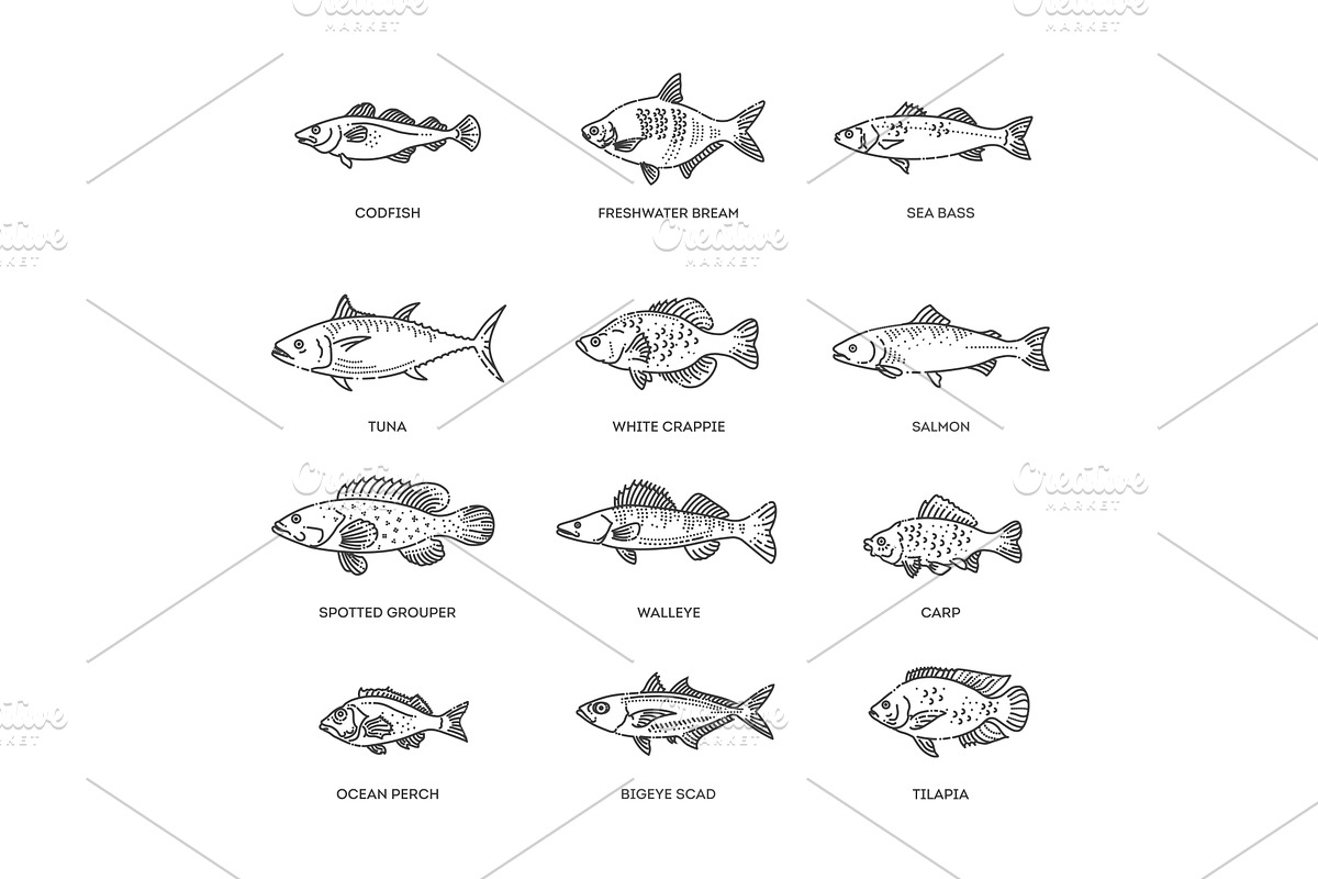 Vector set of fish, an Animal Illustration by Tettygreen