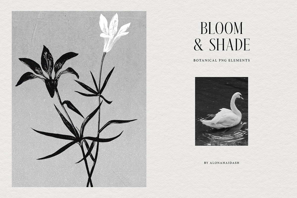 Bloom & Shade Botanical PNG Elements, an Object Graphic by alonahaidash (Photo 1 of 13)