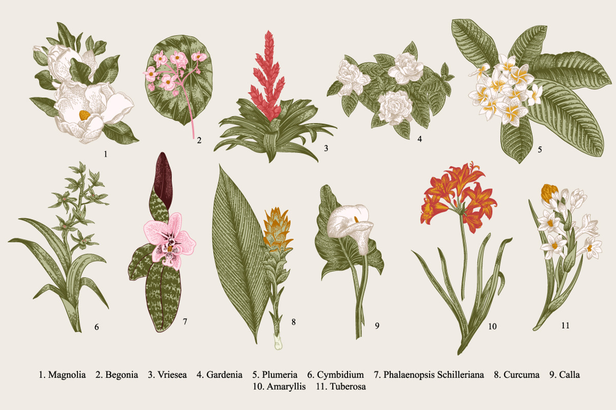 28 Exotic flowers., a Decorative Illustration by olga.korneeva (Photo 1 of 5)