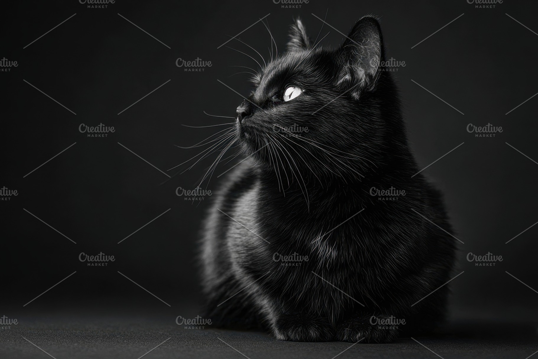 Curious tabby cat portrait on dark background, an Animal Photo by AlyaAnd