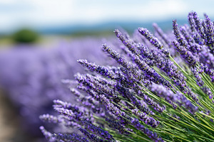 Beautiful lavender field in full, a Nature Photo by MistyDay