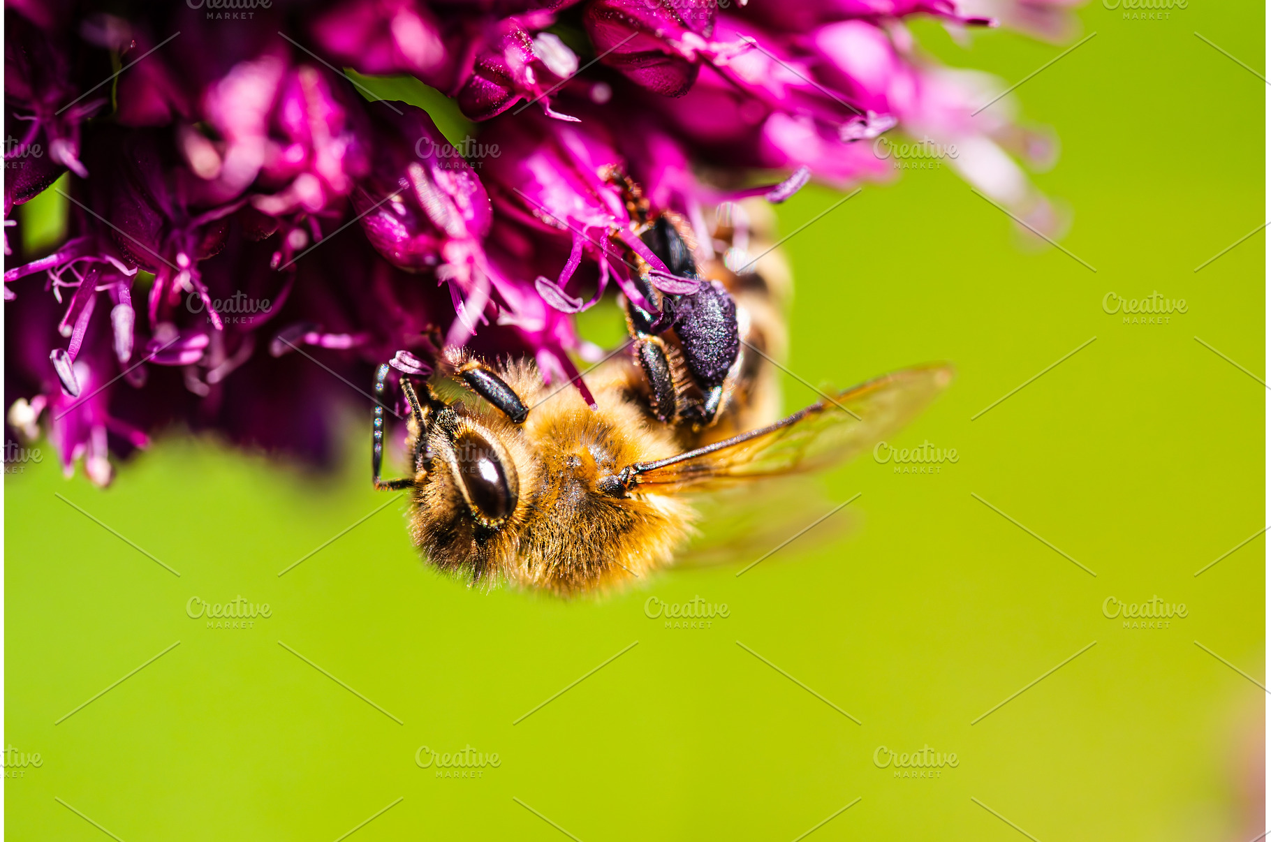 Honey Bee on flower Close up of a, an Animal Photo by MadPhotos