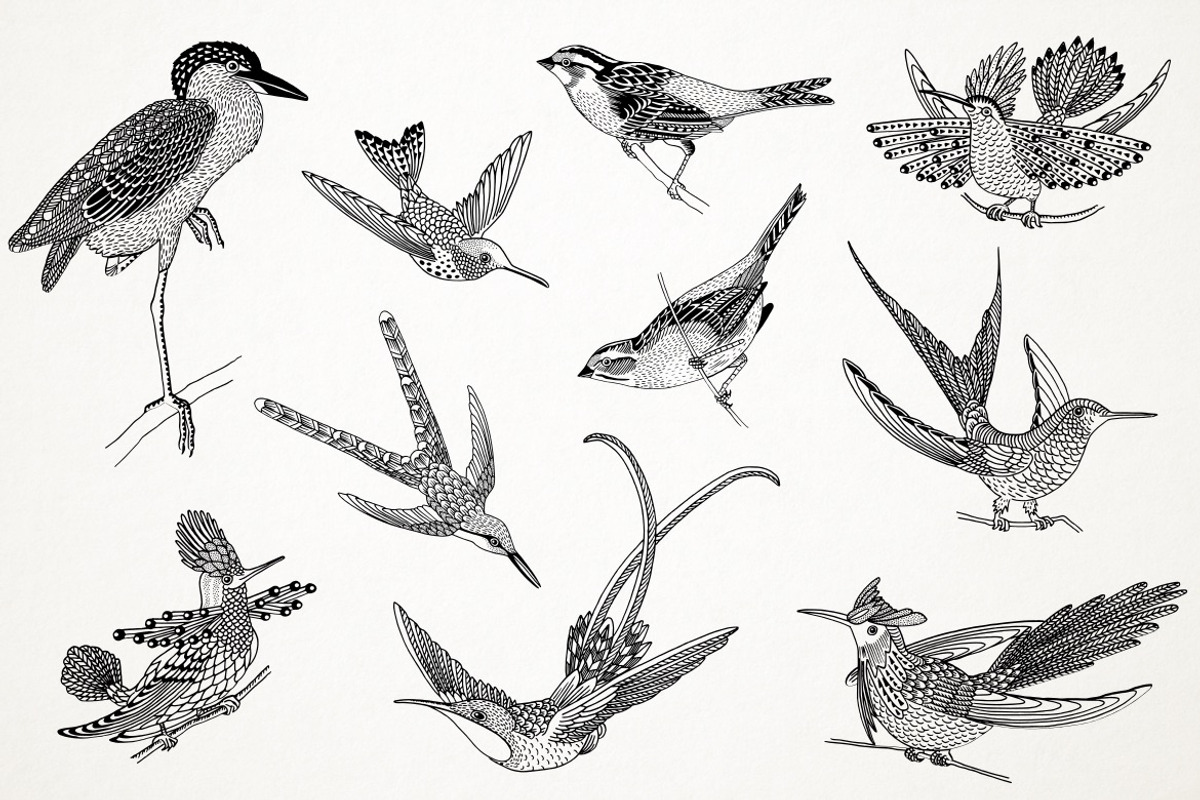 Hand Drawn Illustrations of Birds, an Animal Illustration by Franzi draws (Photo 2 of 5)