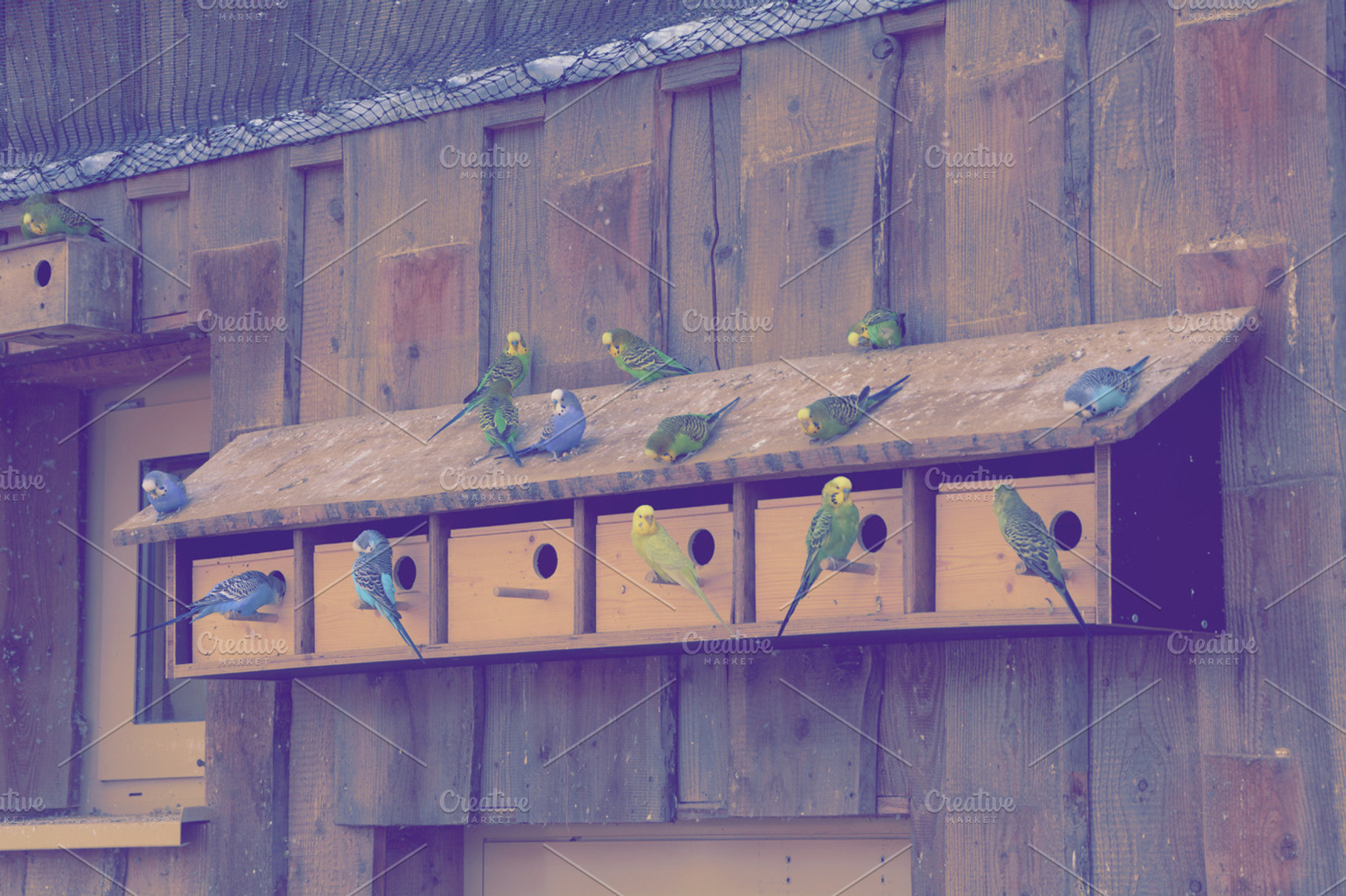 Budgies sitting on their houses, an Animal Photo by Beavergraphy