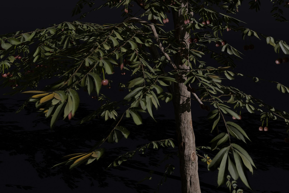 The Red Cherry Tree, a Plants & Tree 3D Model by FuturePastCreatives (Photo 2 of 7)