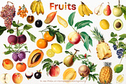 Fruit Vintage illustrations, 86 PNG, a Food Illustration by Natalka Dmitrova art (Thumbnail 2 of 4)