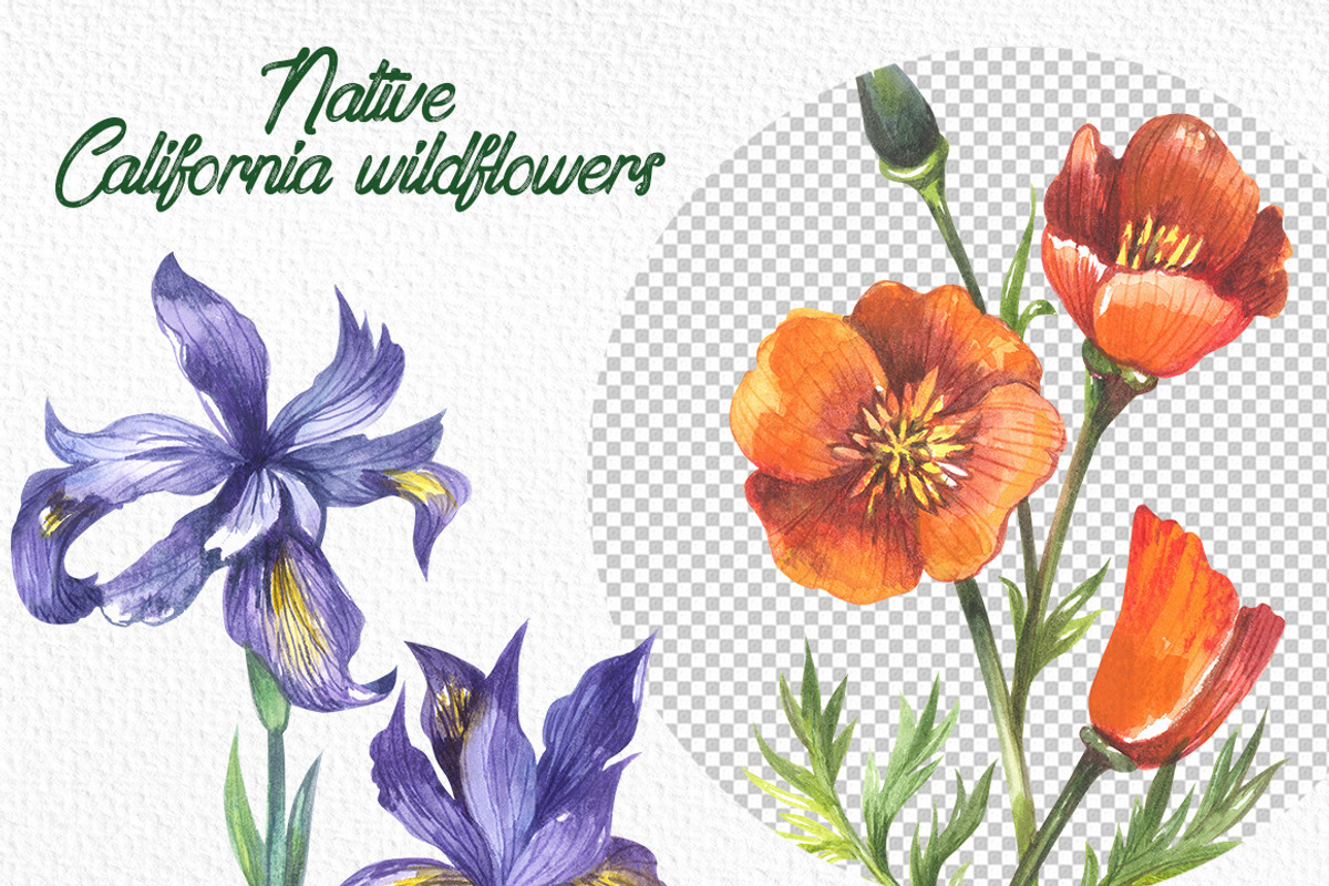 Native California wildflowers, an Illustration by FITALARTSNEDIGI (Photo 5 of 8)