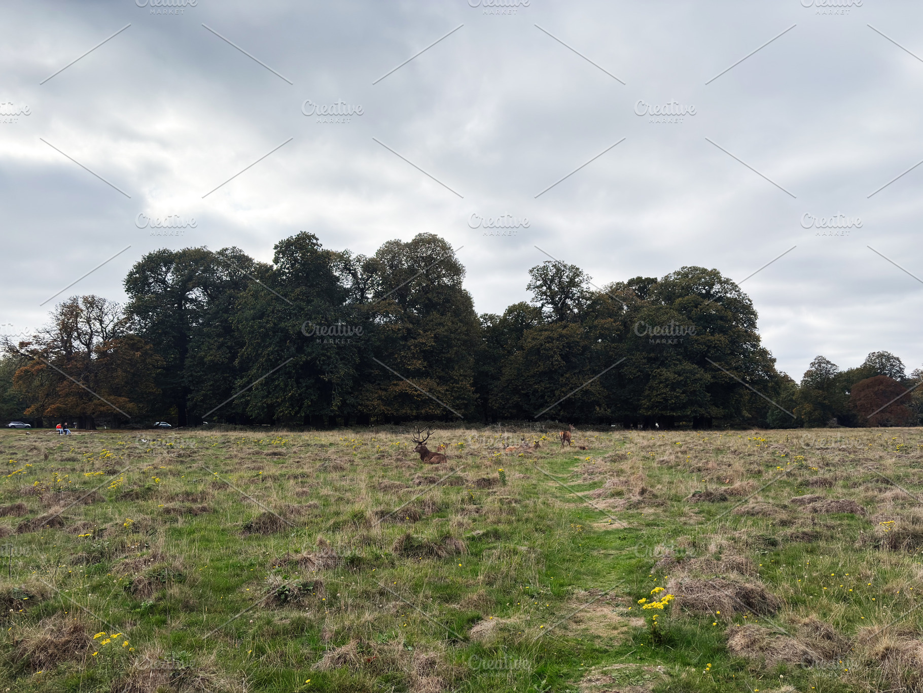 Deer in a meadow near trees in London park on a cloudy day, a Nature Photo by AS photostudio