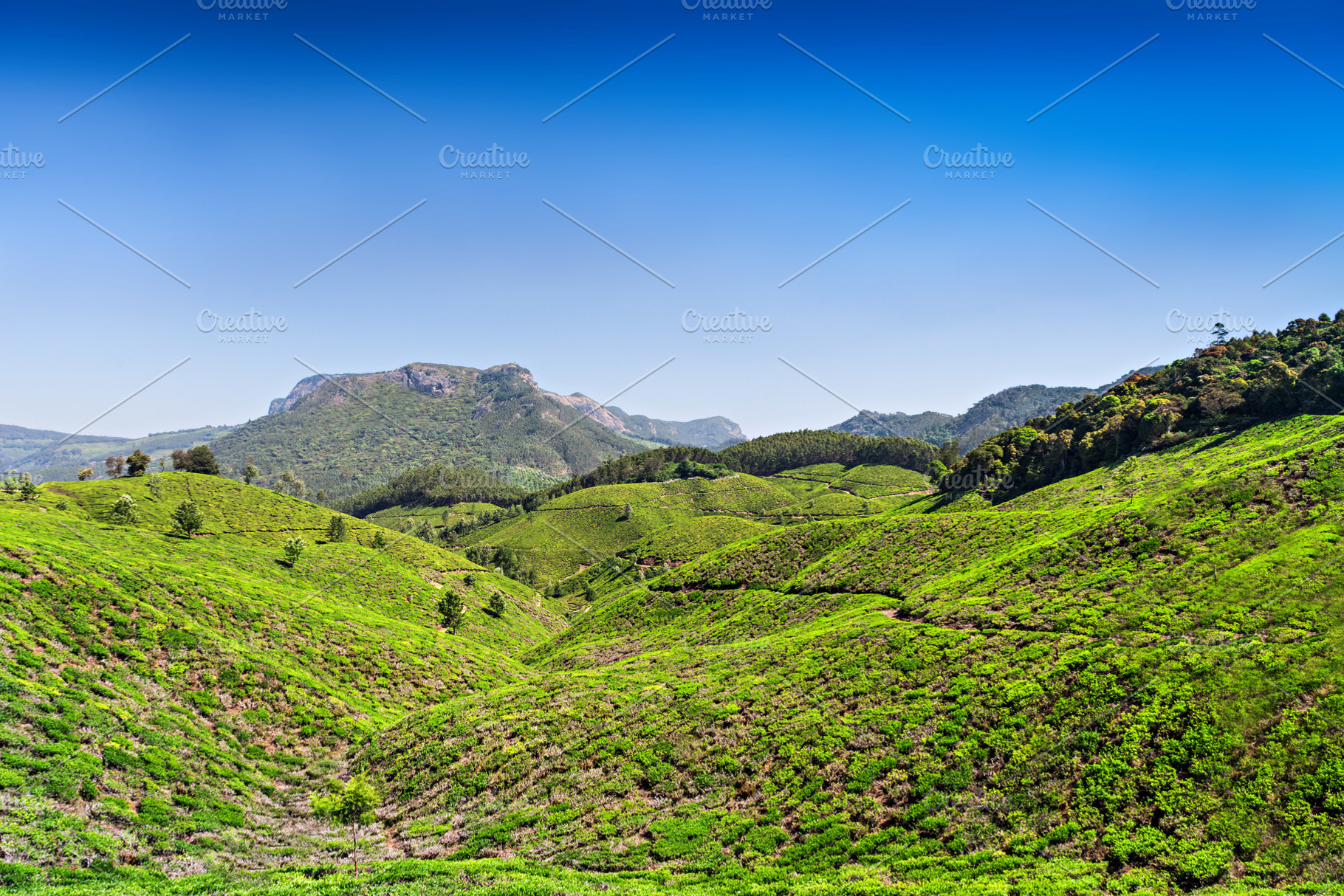 Tea plantation in Munnar, a Photo by saiko3p